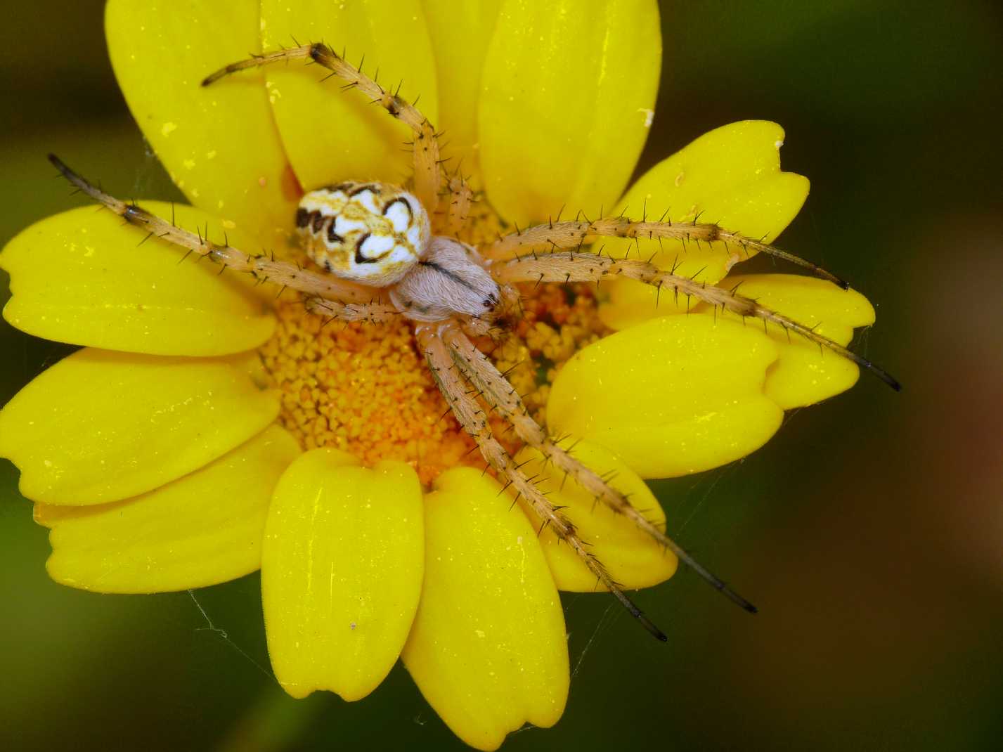 Neoscona adianta; Aculepeira armida